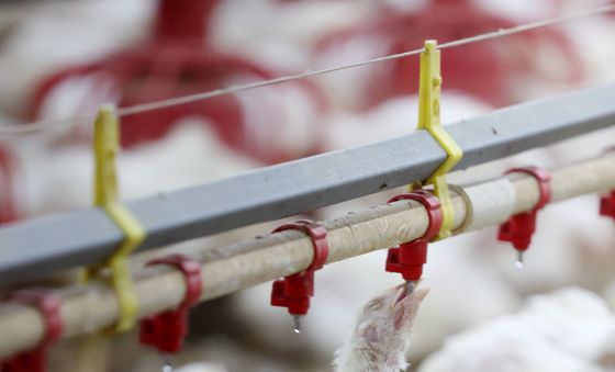 살기 위해 들이키는 '생명수'