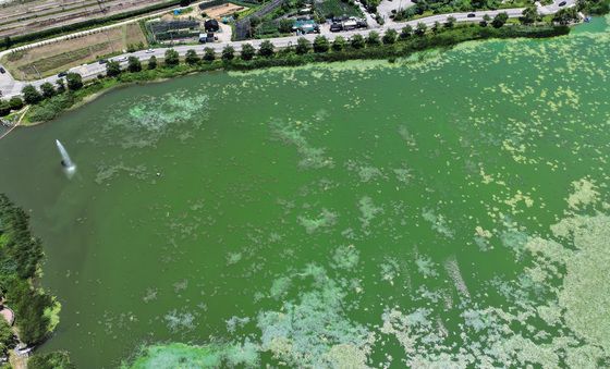 폭염·적은 장맛비가 만든 녹조