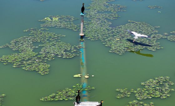 녹조를 즐길 수 없는 새들