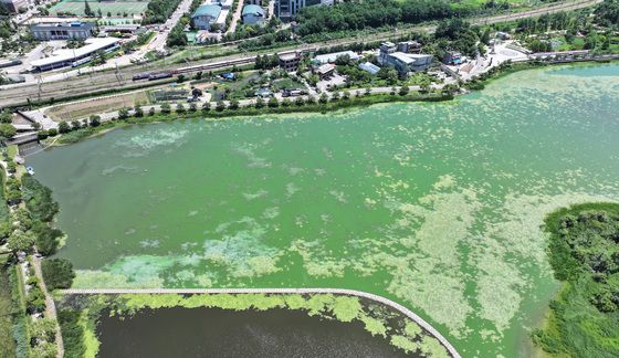 녹조 가득한 호수