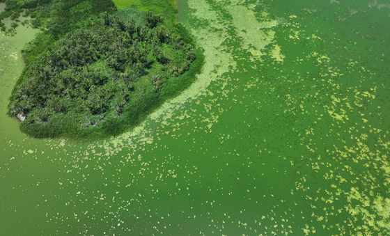 녹조로 물든 왕송호수