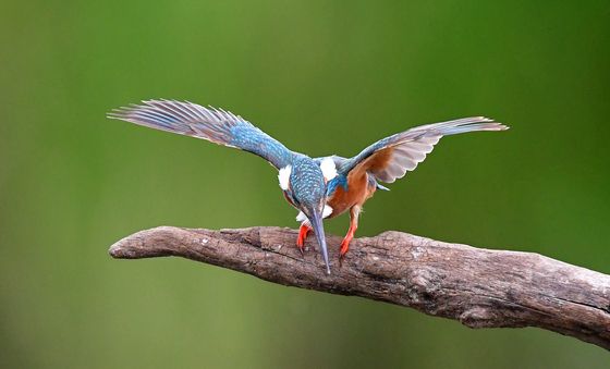 자태 뽐내는 물총새