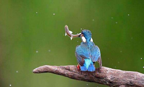 물고기 잡은 물총새