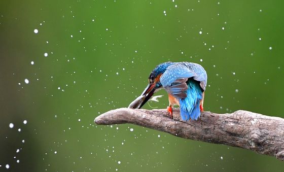 사냥 성공한 물총새