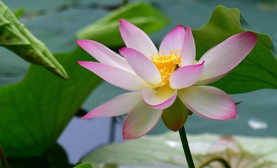 연꽃향기에 취한 꿀벌