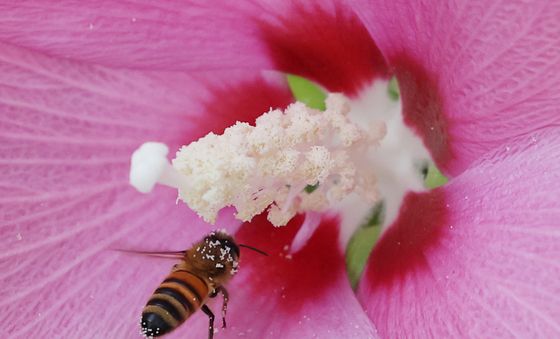 무궁화꽃에서 꿀 따는 꿀벌