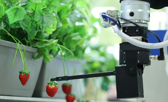 딸기 수확, 로봇에게 맡기세요