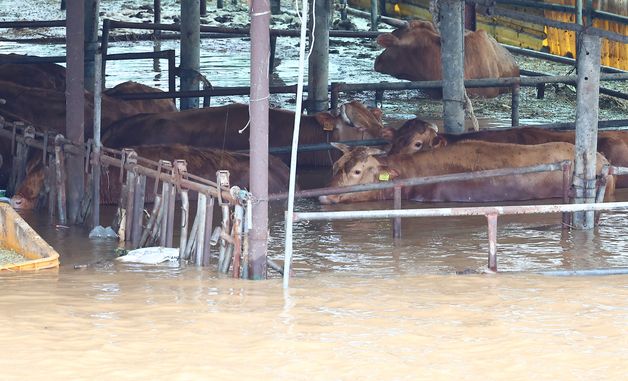 물에 잠긴 축사