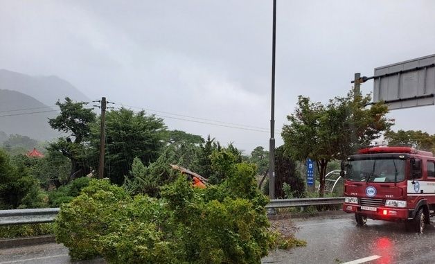 폭우를 이기지 못한 가로수