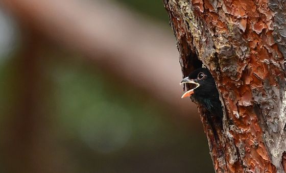 둥지 밖 살피는 파랑새 유조