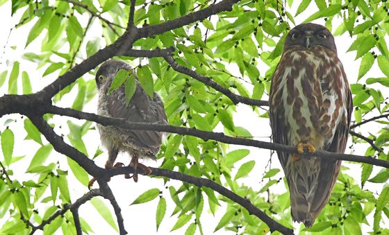 새끼와 나란히 앉은 솔부엉이