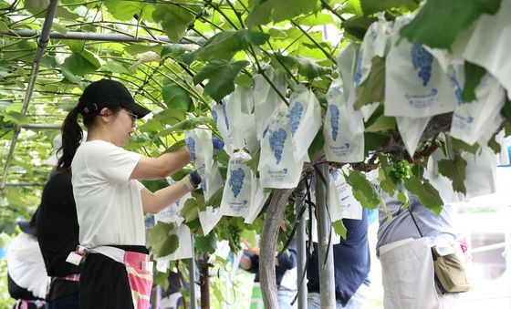 수원도시공사, 도농 상생 위해 포도농가 찾아 구슬땀 흘려