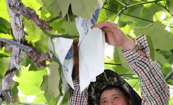 수원도시공사, 도농 상생 위해 포도농가 찾아 일손돕기