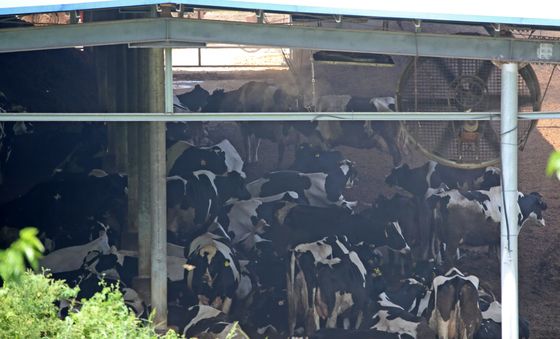 폭염에 지친 젖소