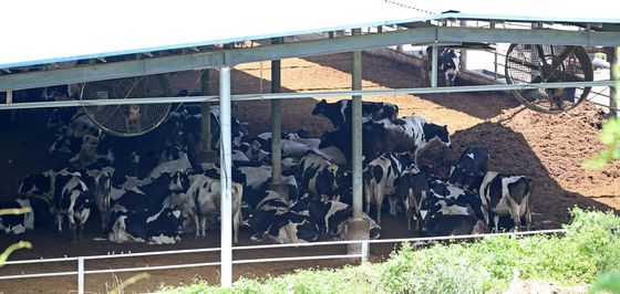 '우리도 덥소'…폭염에 선풍기 주위로 모인 젖소들