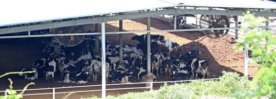 폭염에 선풍기 주위로 모여든 젖소들