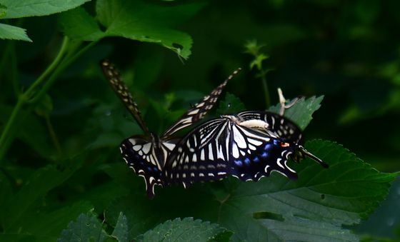 호랑나비들의 자리다툼