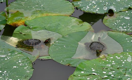 붉은귀 거북, 연잎에서 휴식