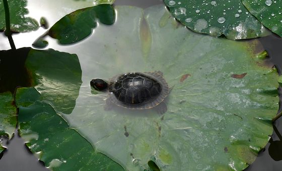 붉은귀 거북의 피서