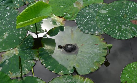 붉은귀 거북, 연잎에서 휴식