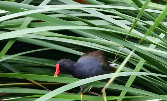 먹잇감 찾아 나선 쇠물닭