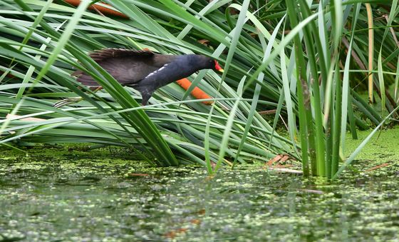 기지게 켜는 쇠물닭