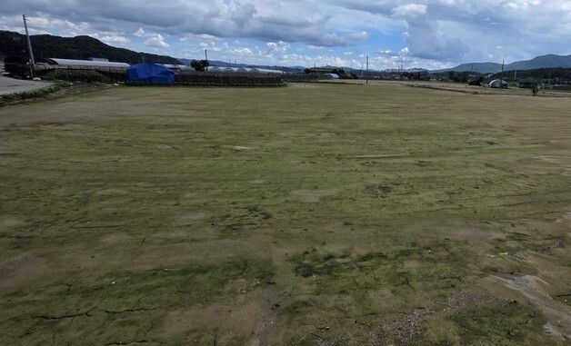 토사 위로 피어나는 이끼