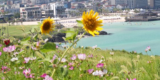 폭염 속 해바라기와 때이른 코스모스