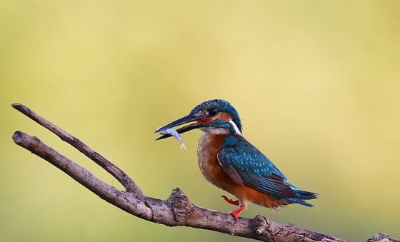 물고기 잡은 물총새