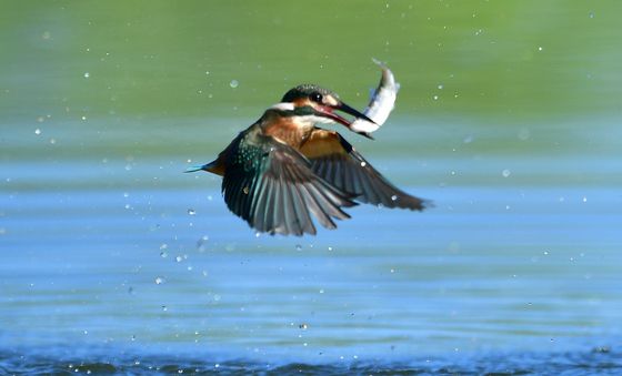 날아오르는 물총새
