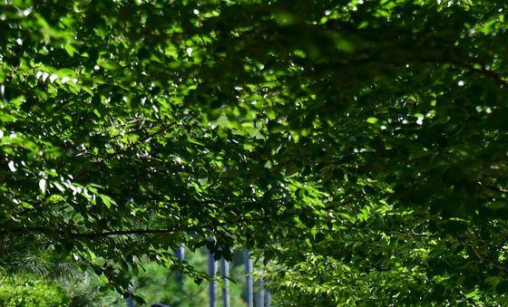 폭염 여기까진 못와요