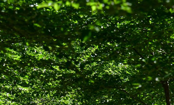 폭염 막아주는 천연 그늘막