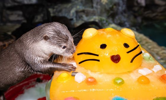 롯데월드 아쿠아리움, 복날 특식 먹는 작은발톱수달