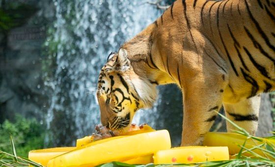 에버랜드.  세계 호랑이의 날