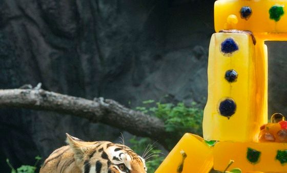 에버랜드. '오늘은 세계 호랑이의 날'