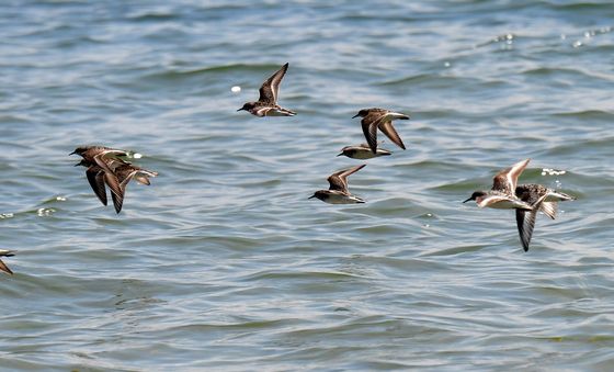 포항 바다 찾아온 도요새