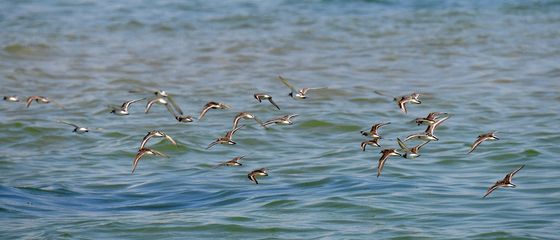 포항 찾아온 도요새