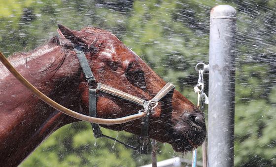 '더운 건 싫단 말이오'