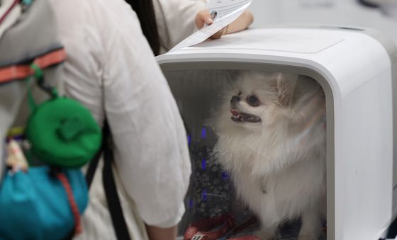 다양한 반려동물 용품 사용해보는 강아지들