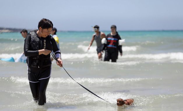 '반려견과 함께 폭염 탈출'