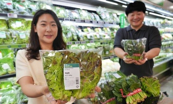 폭염에도 끄떡없는 시금치·상추·깻잎을 롯데마트에서 만나보세요