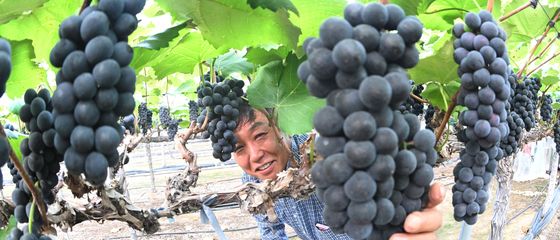 여름 포도, '캠벨얼리 포도 맛보세요'