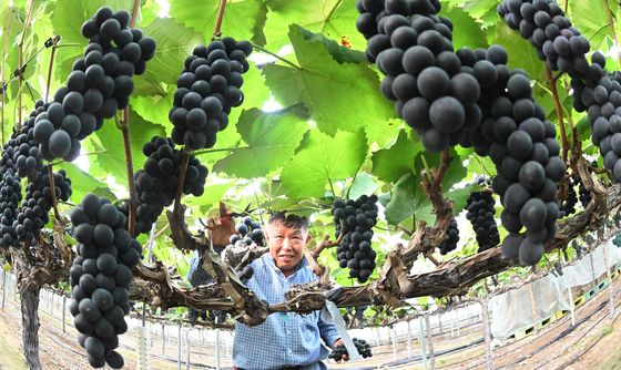 여름 포도, '캠벨얼리 포도'