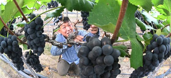 여름 포도, '캠벨얼리 포도'