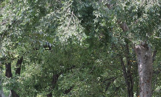 나무 그늘 아래