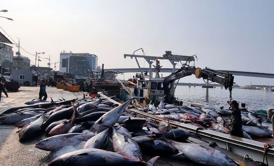 어획된 대형참치들 '마리당 100kg가 넘어요'