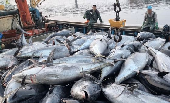 영덕 강구 앞 바다에 몰려온 대형참치 떼