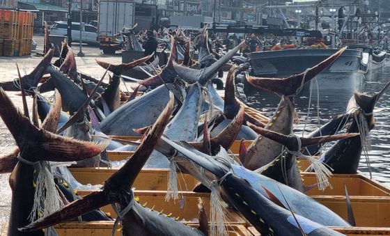 강구항에 쌓인 참치