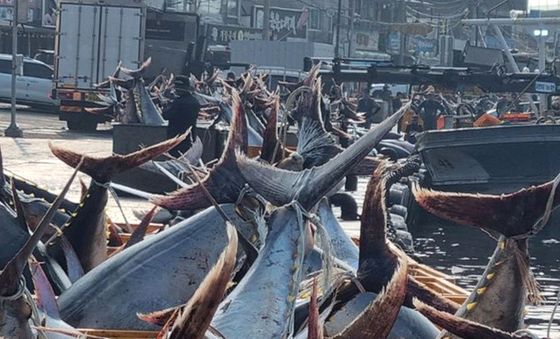 대형 참치 떼 몰려온 강구 앞 바다