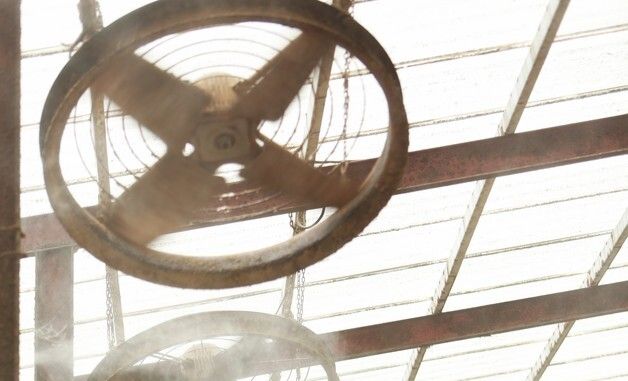 폭염경보 제천, 축사에 물 뿌리기.